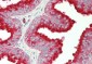CD63 Antibody (clone AHN16.1/46-4-5)